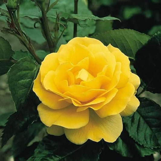 Yellow Camellia Seeds