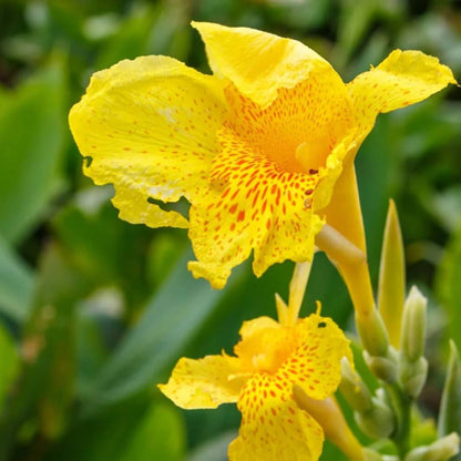 Yellow Canna Lily Seeds
