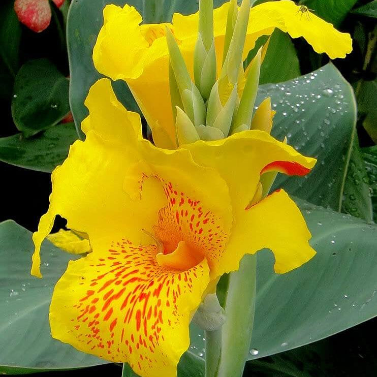 Yellow Canna Lily Seeds