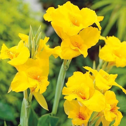 Yellow Canna Lily Seeds