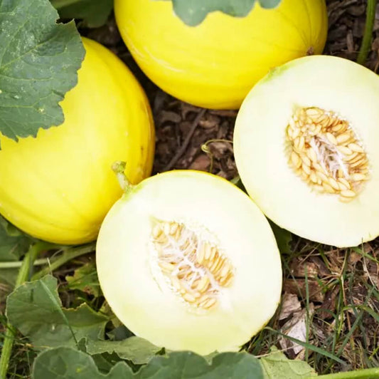 Yellow Casaba Melon Seeds
