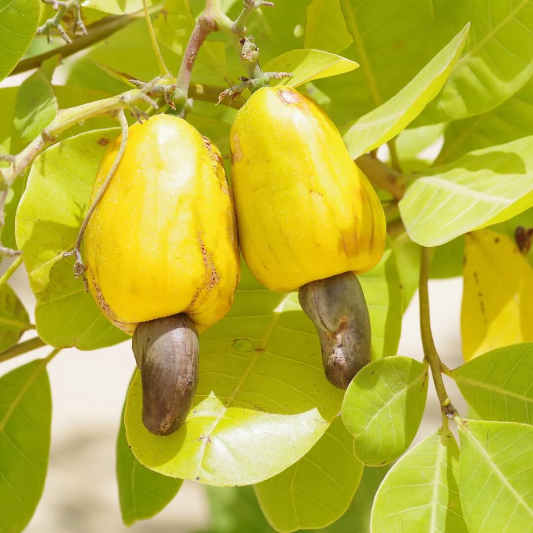 Yellow Cashew Seeds 