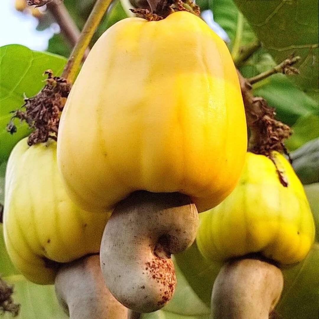 Yellow Cashew Seeds 