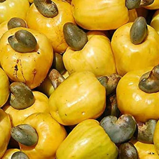 Yellow Cashew Seeds 