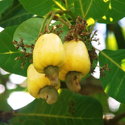 Yellow Cashew Seeds 