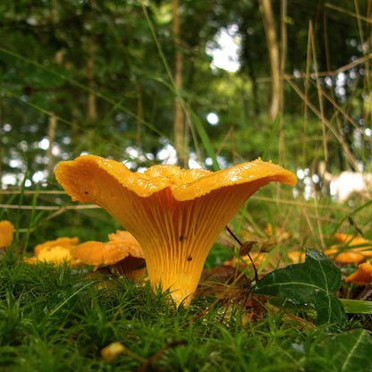 Yellow Chanterelle Mushroom Spawn