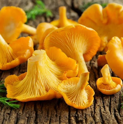 Yellow Chanterelle Mushroom Spawn