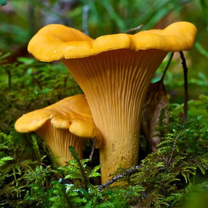 Yellow Chanterelle Mushroom Spawn