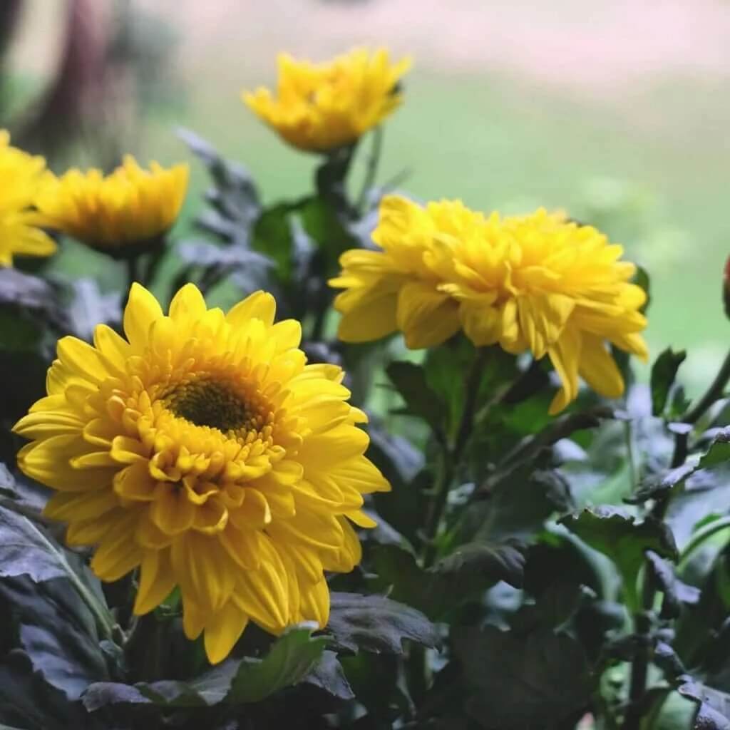 Yellow Chrysanthemum Seeds - Heirloom Flower Plant for Home Gardens
