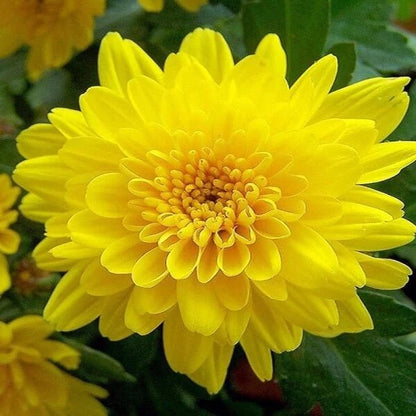 Yellow Chrysanthemum Seeds - Heirloom Flower Plant for Home Gardens