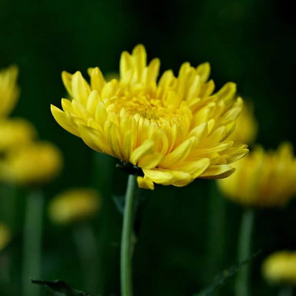Yellow Chrysanthemum Seeds - Heirloom Flower Plant for Home Gardens
