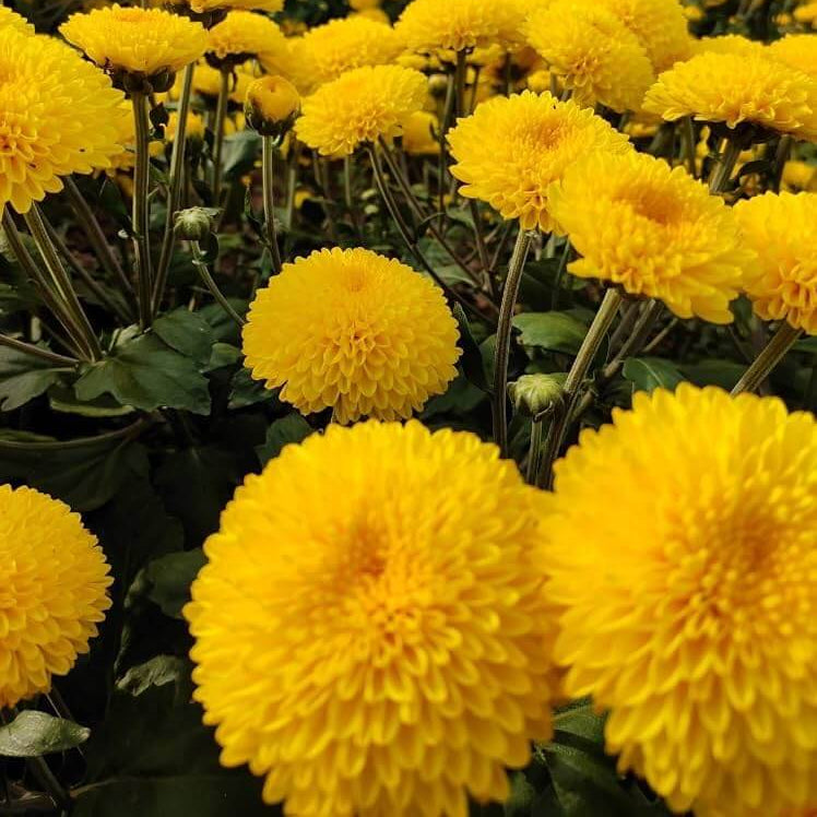 Yellow Chrysanthemum Seeds - Heirloom Flower Plant for Home Gardens