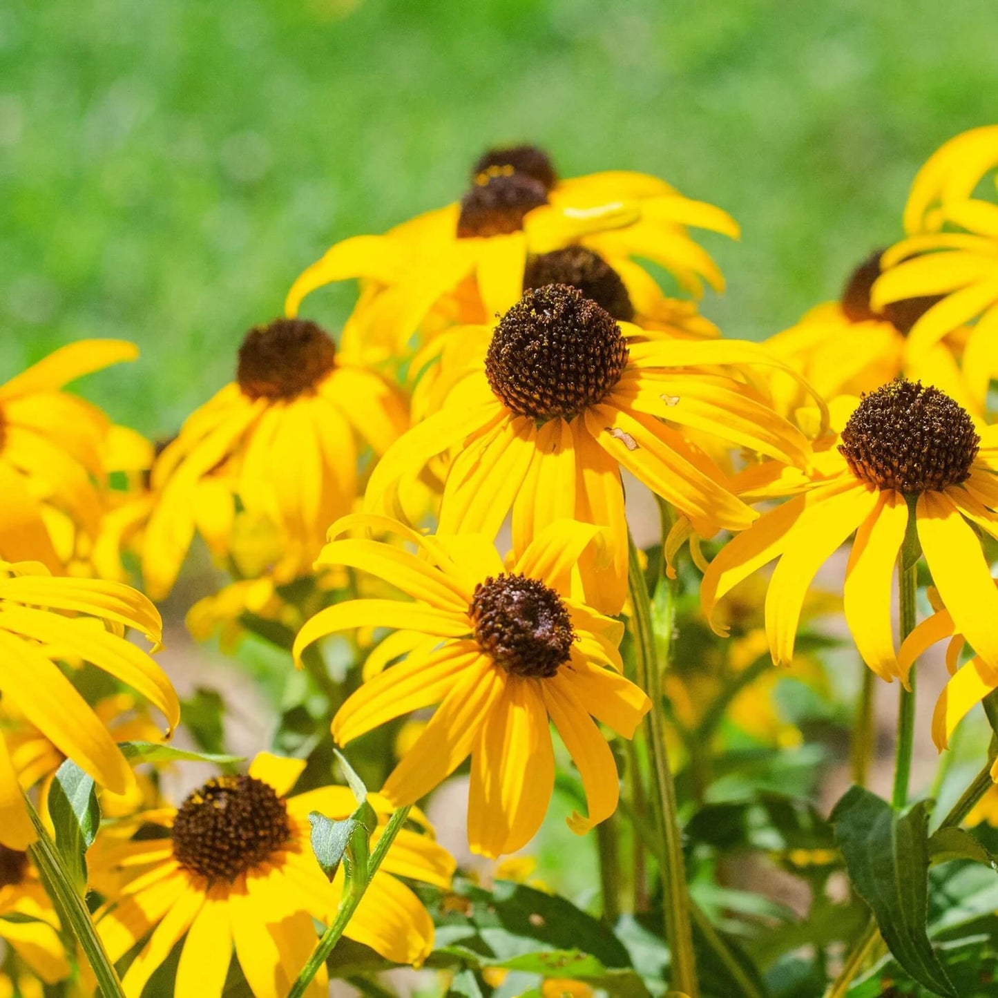 Yellow Coneflower Seeds - Flower Plant