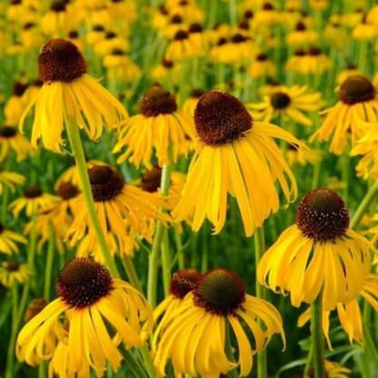 Yellow Coneflower Seeds - Flower Plant