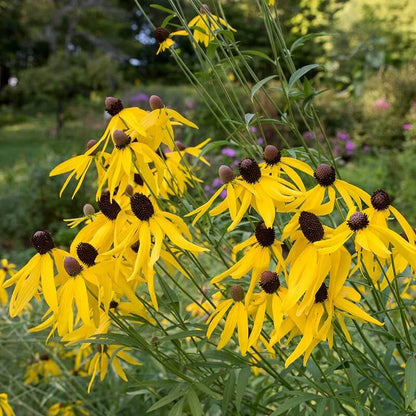 Yellow Coneflower Seeds - Flower Plant