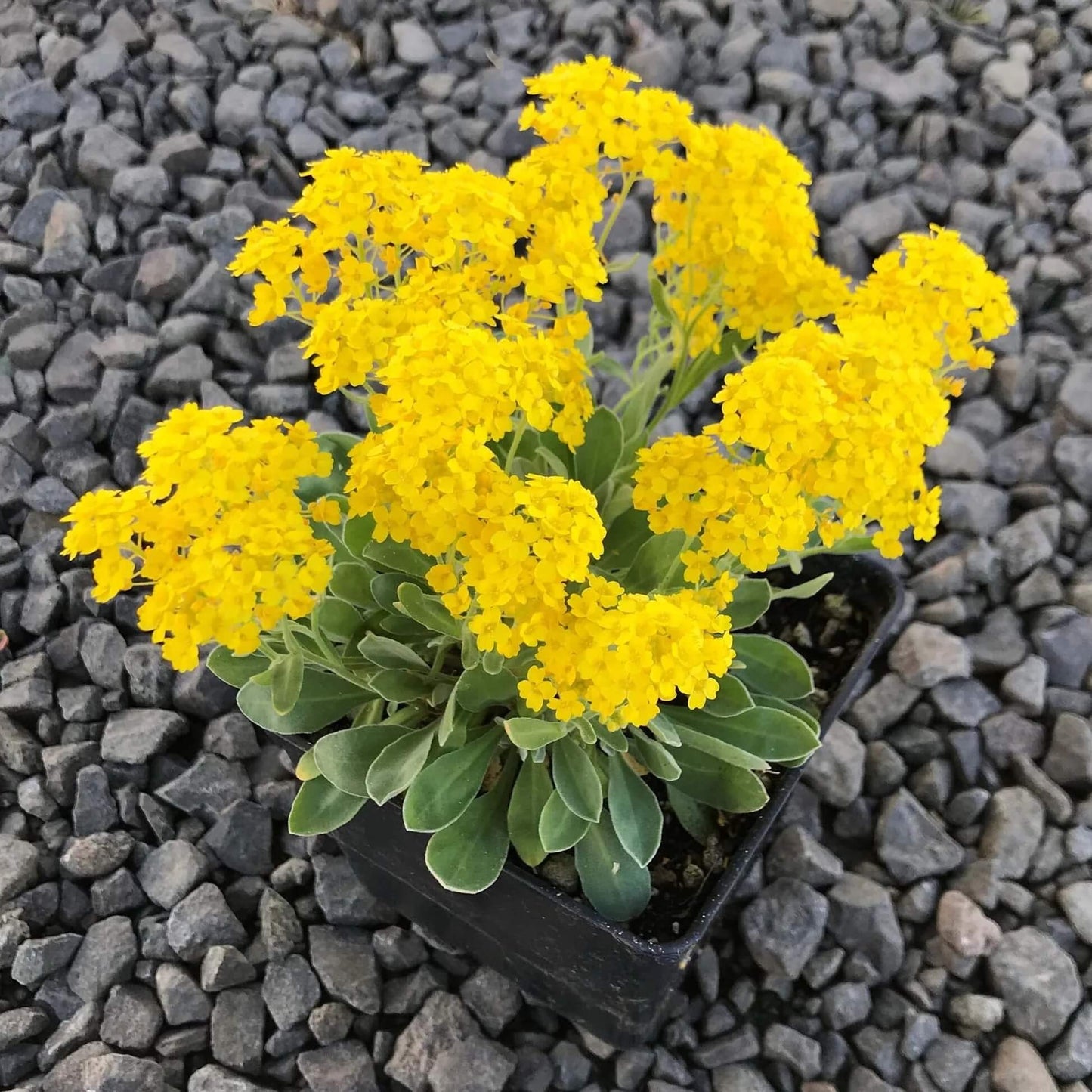 Yellow Creeping Thyme Seeds - Flower Plant