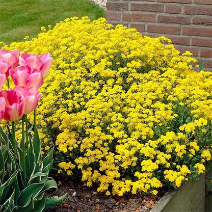 Yellow Creeping Thyme Seeds - Flower Plant