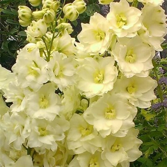 Yellow Delphinium Seeds - Flower Plant for Home Gardens
