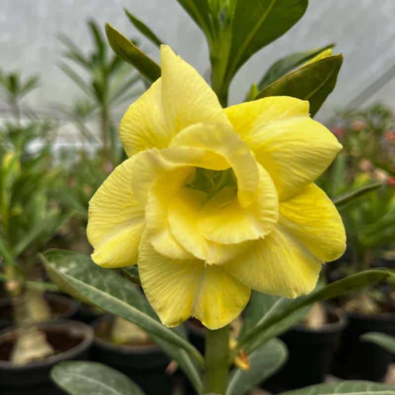 Yellow Desert Rose Seeds - Flower Plant