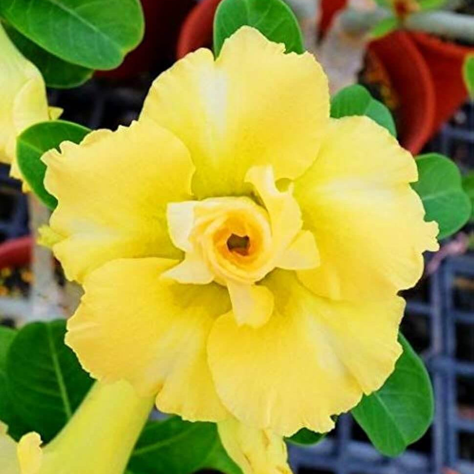Yellow Desert Rose Seeds - Flower Plant