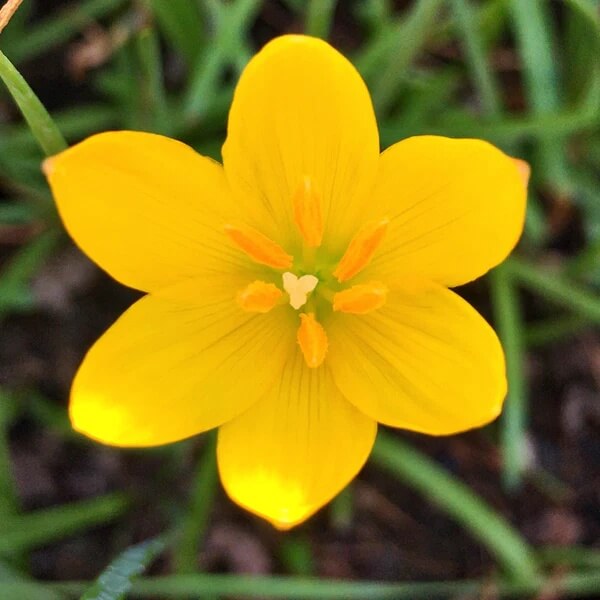 Yellow Desert Rose Seeds - Flower Plant