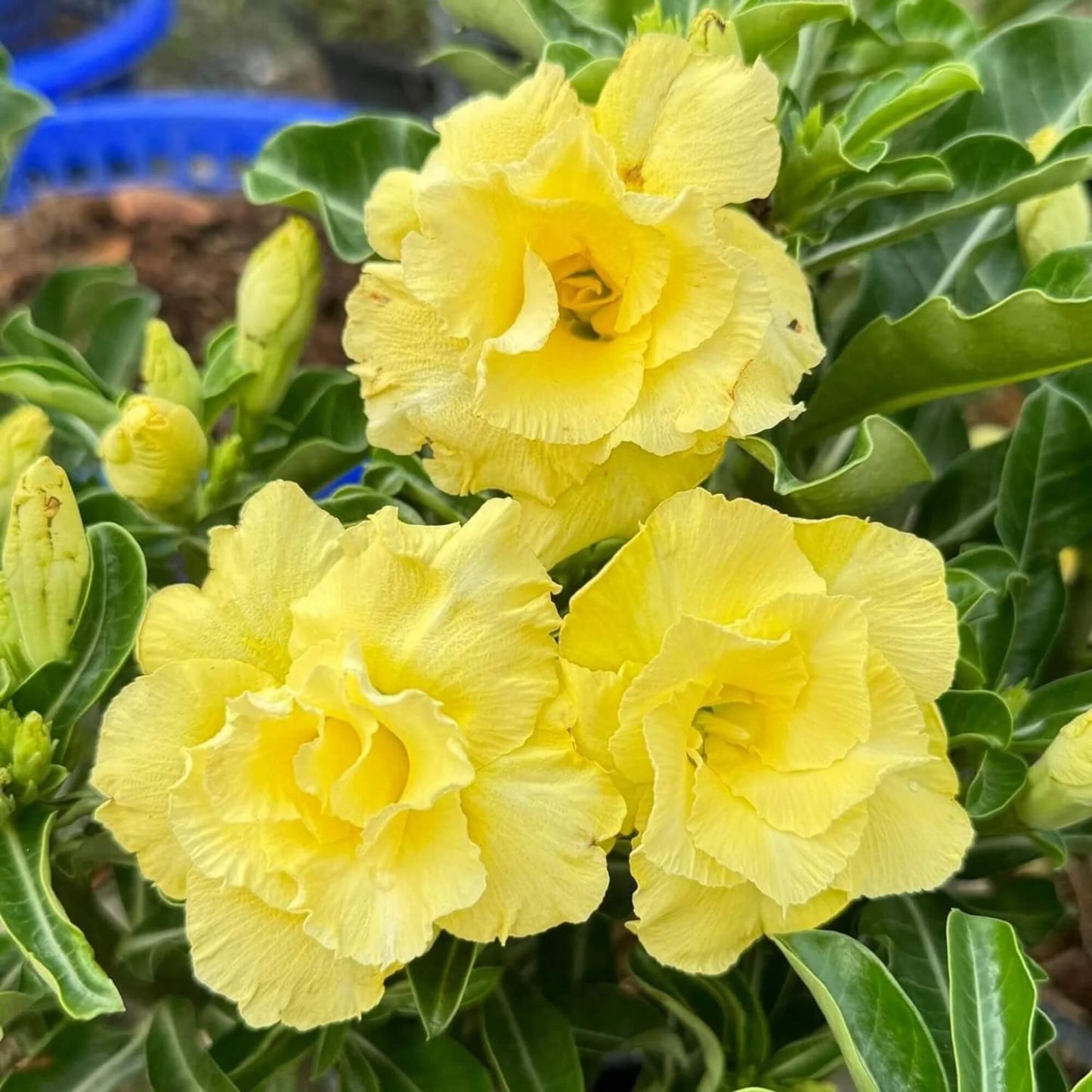 Yellow Desert Rose Seeds - Flower Plant