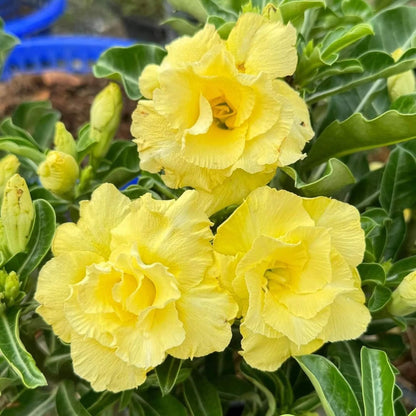 Yellow Desert Rose Seeds - Flower Plant