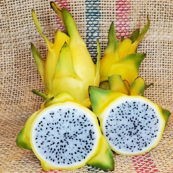 Yellow Dragon Fruit Seeds - Fruit Plant
