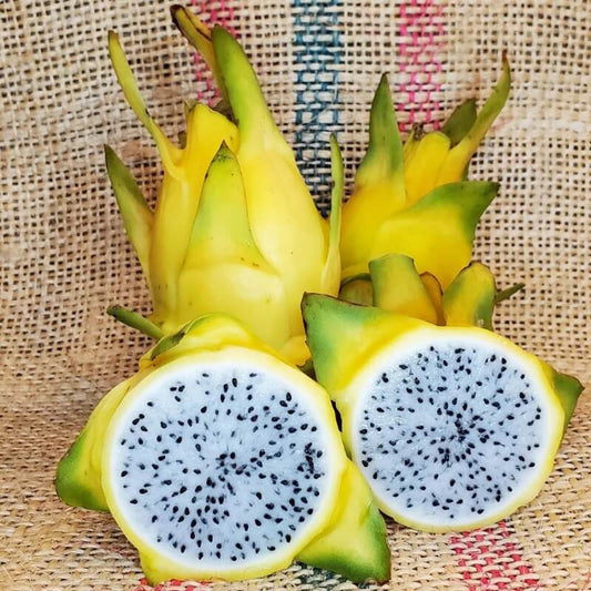 Yellow Dragon Fruit Seeds - Fruit Plant