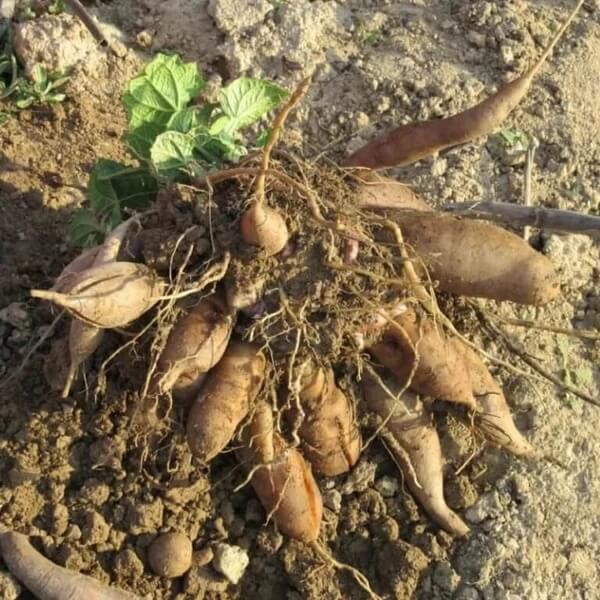 Yellow Flesh Yacon Seeds