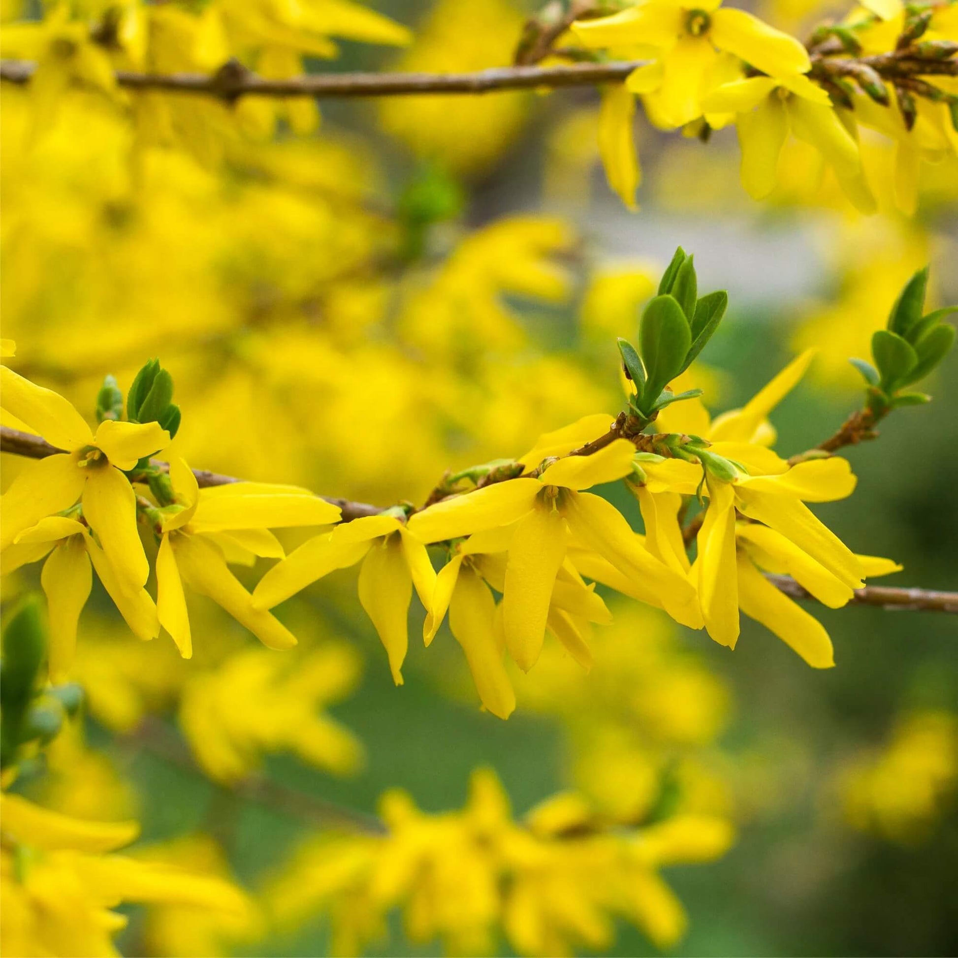 Yellow Forsythia Seeds 
