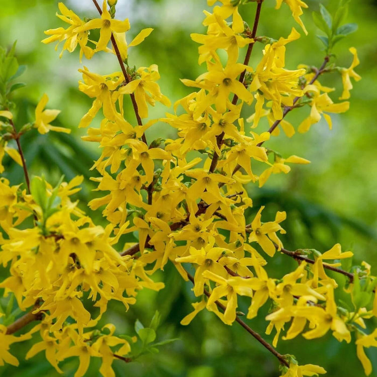 Yellow Forsythia Seeds 