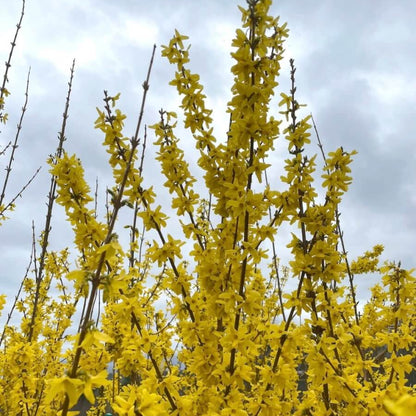 Yellow Forsythia Seeds 