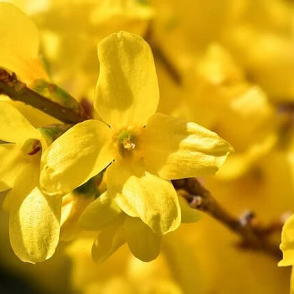 Yellow Forsythia Seeds 