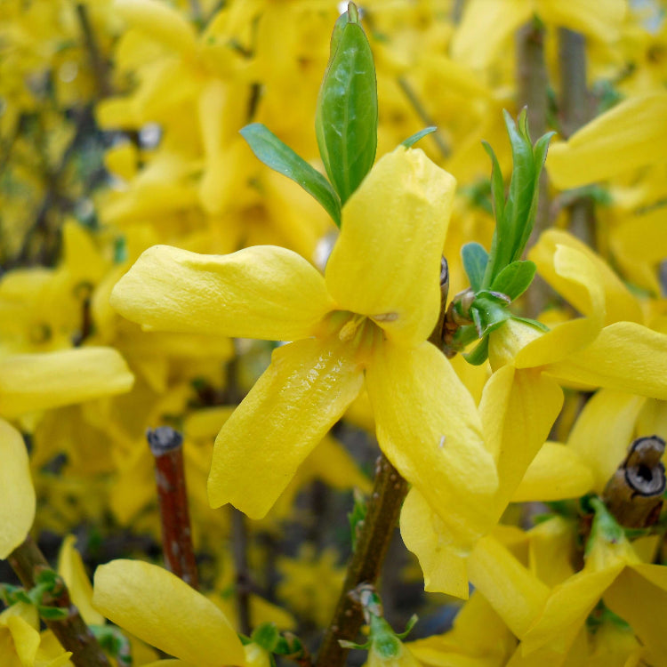 Yellow Forsythia Seeds 