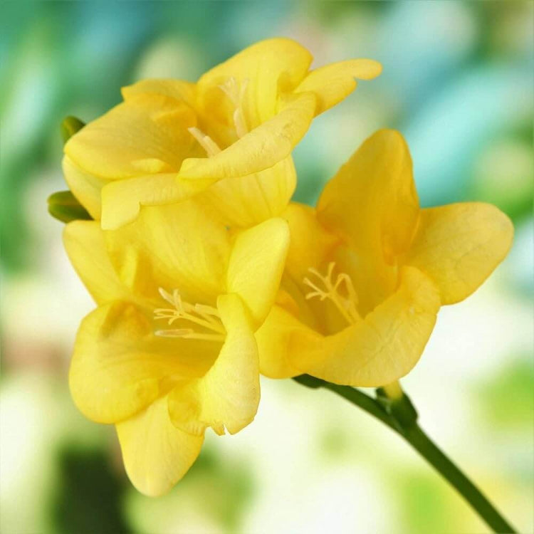 Yellow Freesia Seeds - Flower Plant for Home Gardens
