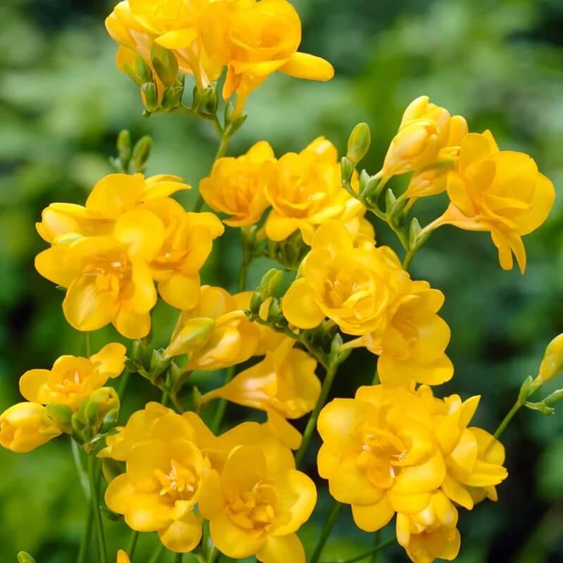 Yellow Freesia Seeds - Flower Plant for Home Gardens