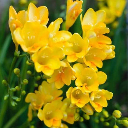 Yellow Freesia Seeds - Flower Plant for Home Gardens
