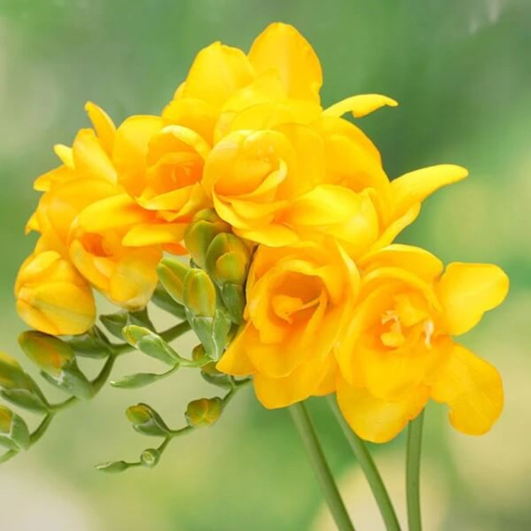 Yellow Freesia Seeds - Flower Plant for Home Gardens