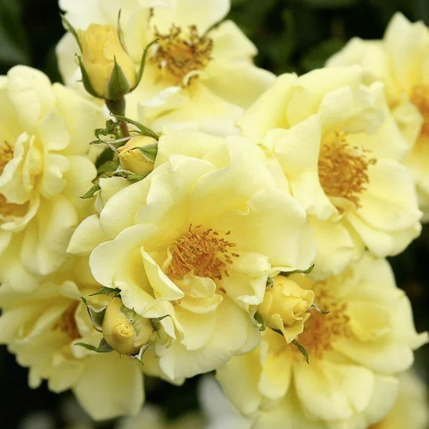 Yellow Golden Geranium Seeds