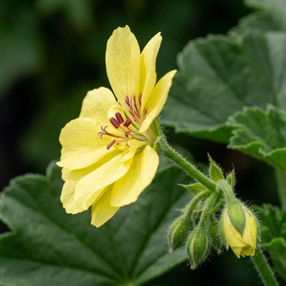 Yellow Golden Geranium Seeds