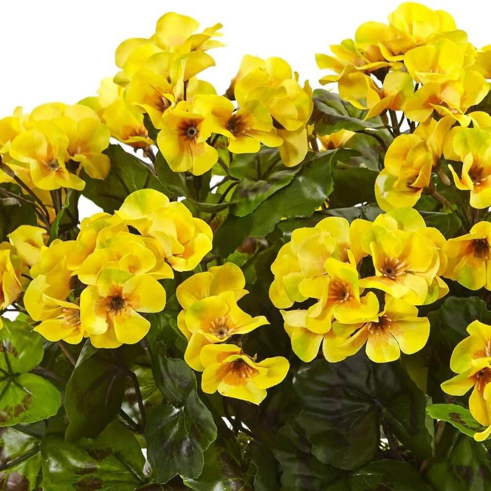 Yellow Golden Geranium Seeds