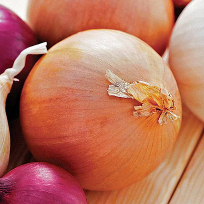 Yellow Granex onion seeds - Vegetable Plant