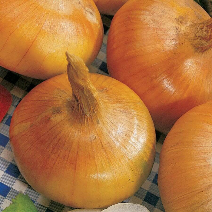 Yellow Granex onion seeds - Vegetable Plant
