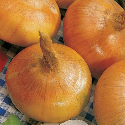 Yellow Granex onion seeds - Vegetable Plant
