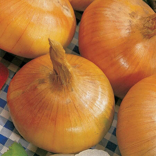 Yellow Granex onion seeds - Vegetable Plant