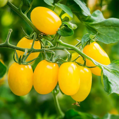 Yellow Grape Seeds 