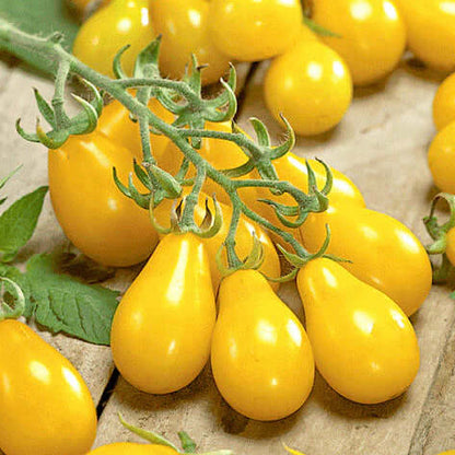 Yellow Grape Seeds 