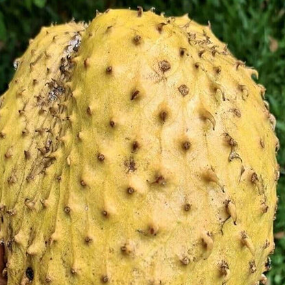 Yellow Green Soursop Seeds 
