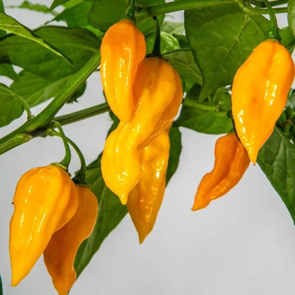 Yellow Habanero Seeds